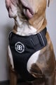 BullyBillows Comfort Premium Harness Black