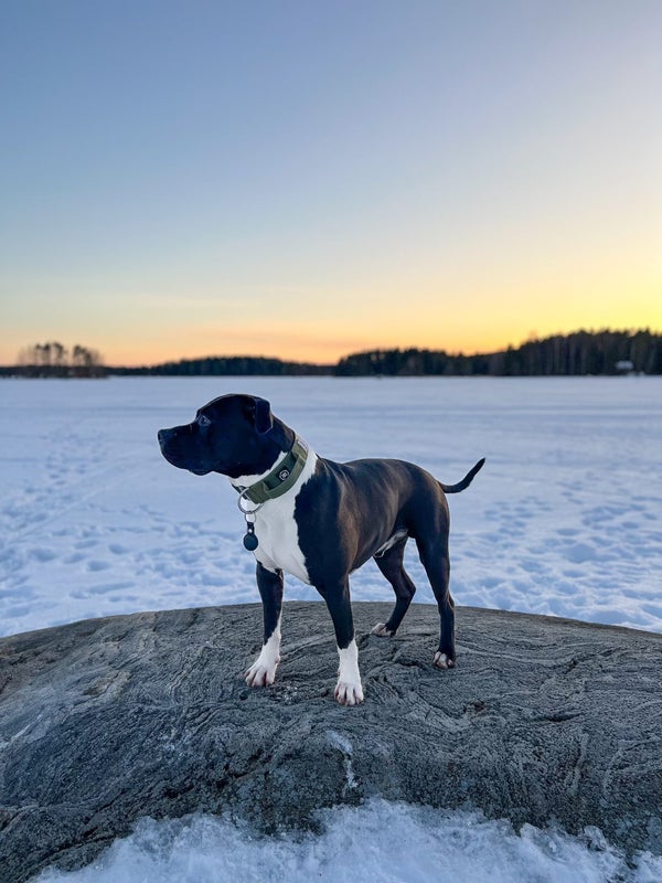 BullyBillows 5cm combat Khaki (kahvalla)