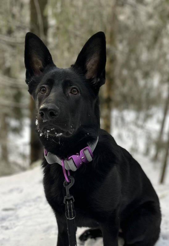 BullyBillows LIGHTER 5cm Purple x Metal Grey (kahvalla)