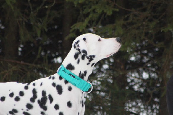 BullyBillows 5cm combat Turquoise (kahvalla)