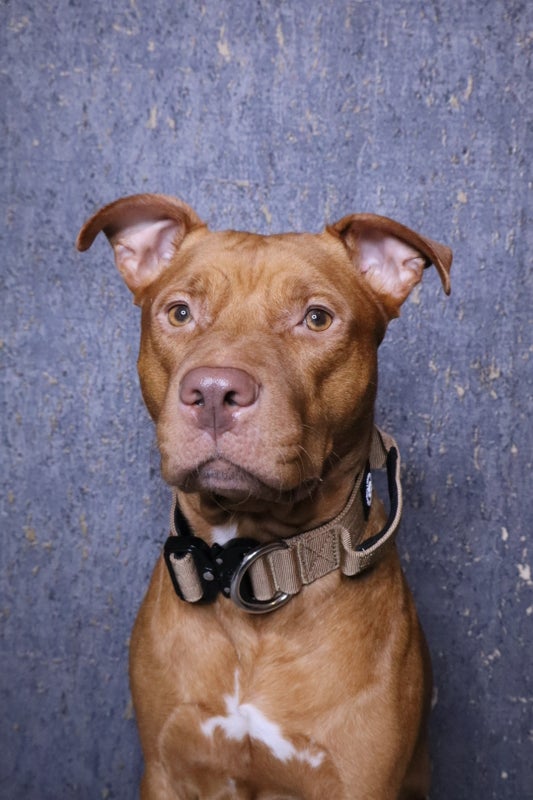 BullyBillows 4cm Combat military tan (kahvalla)