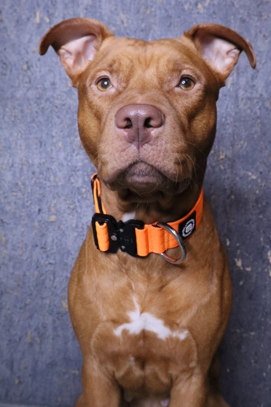 BullyBillows 4cm Combat Orange