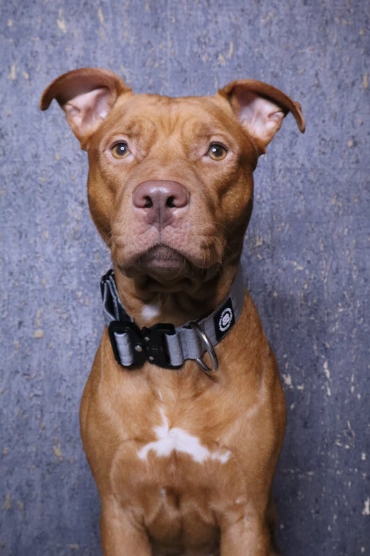 BullyBillows 4cm Combat metal grey