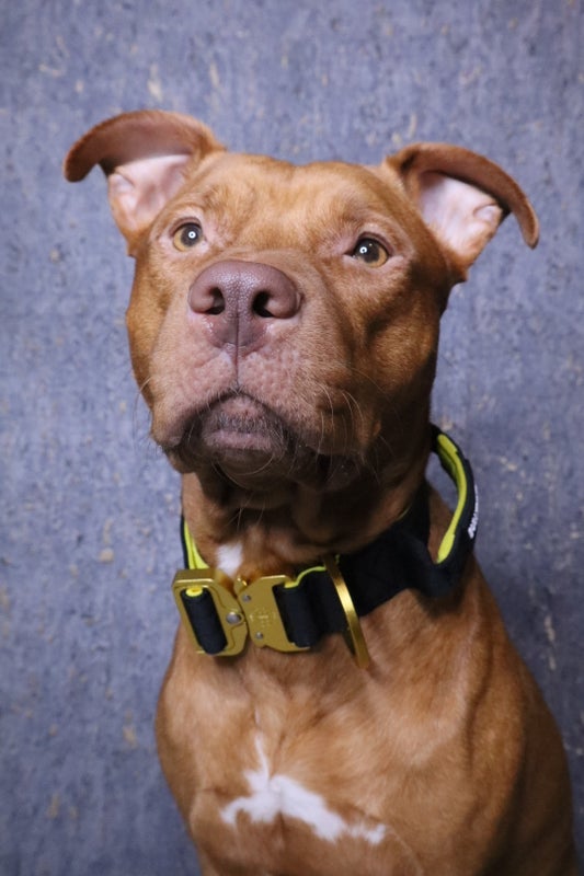 BullyBillows LIGHTER 4cm black, yellow & gold (kahvalla)