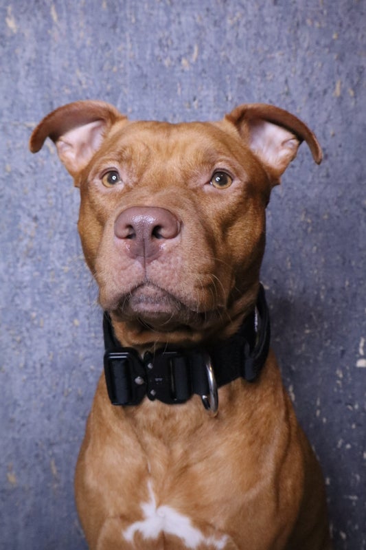 BullyBillows 4cm Combat Musta (kahvalla)