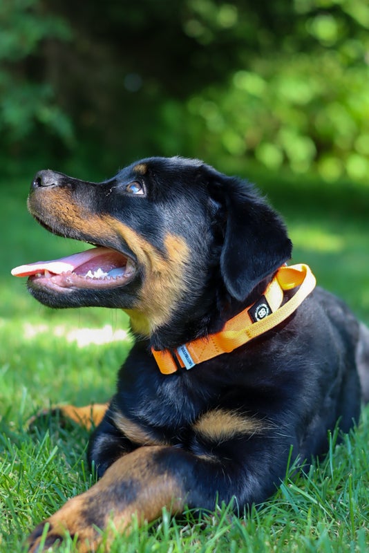 BullyBillows 2.5cm combat Orange (kahvalla)