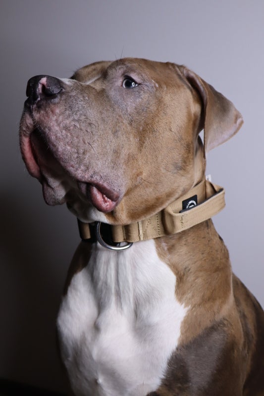 BullyBillows 5cm combat Military Tan (kahvalla)