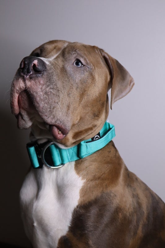 BullyBillows 5cm combat Turquoise (kahvalla)