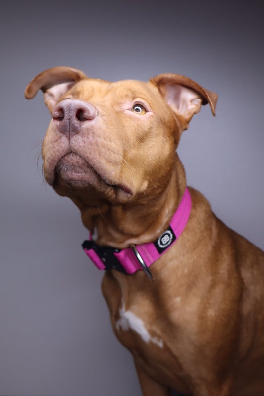 BullyBillows 4cm Combat Magenta