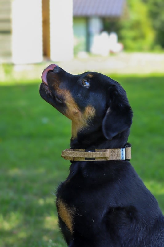 BullyBillows 2.5cm combat Military Tan (kahvalla)