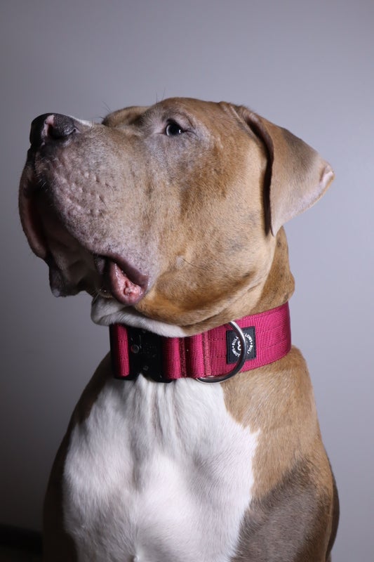 BullyBillows 5cm Combat Burgundy