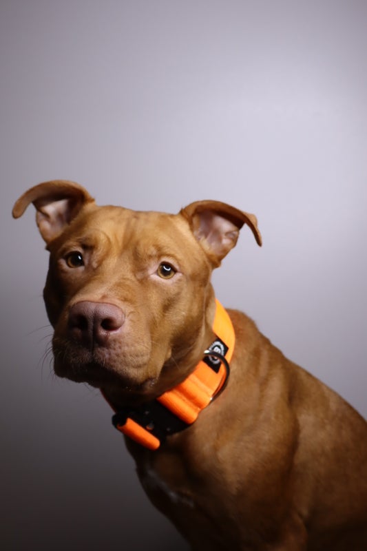 BullyBillows 5cm Combat Orange