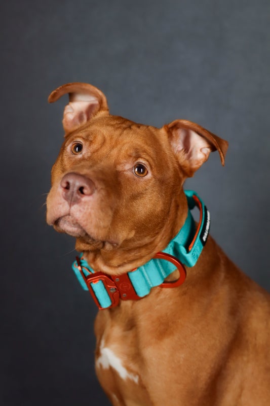 BullyBillows LIGHTER 4cm Turquoise & Orange (kahvalla)