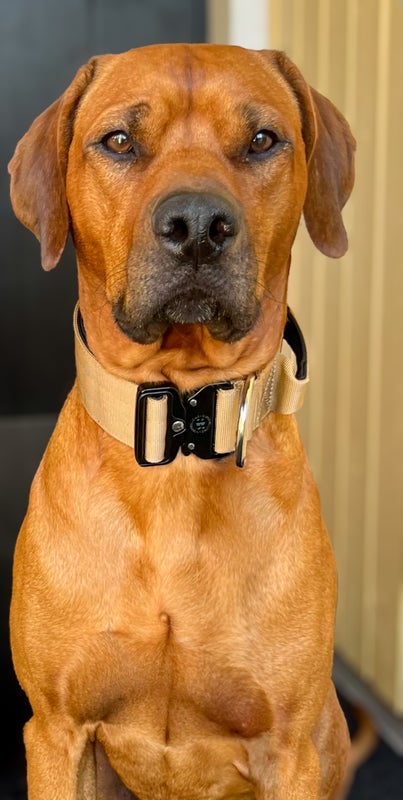 BullyBillows 5cm combat Military Tan (kahvalla)